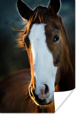 Produktbild von MuchoWow® Poster Pferd - Kopf - Licht 40x60 cm - Plakate für die Wand - Poster Babyzimmer