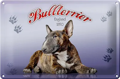 Produktbild von Blechschild Hund 30x20cm Bullterrier England 1850