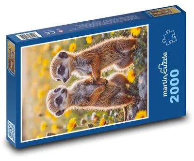 Zdjęcie produktu dla Puzzle 2000 Surykatki w kwiatach - martinpuzzle