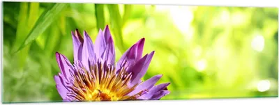 Produktbild von Bilder auf glas - Asien spa bambus blume - 160x50cm - Glasbilder - Wandbilder - Kunstdruck - zum Aufhängen bereit - Wanddekoration aus Glas - Glas Bilder - Wandbild auf Glas - GAB160x50-2476