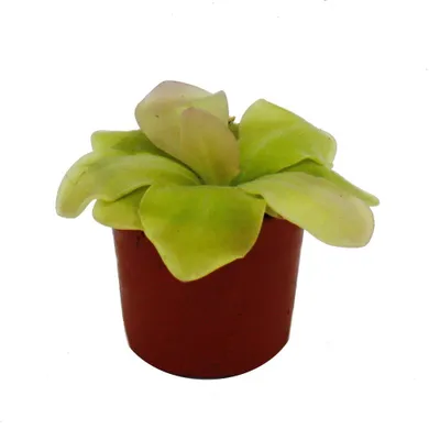 Produktbild von Fleischfressende Pflanze - Maya-Fettkraut - Pinguicula spec. "Guatemala" - 9cm Topf