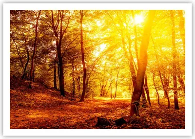 Produktbild von Poster - Poster ohne Rahmen - Wald Baum Natur - 100x70 cm - Wand Bild - Wanddeko - Wandbilder - Kunstposter - Wandposter - Bilder - Kunstdruck - Wanddekoration - Wandbild - P2XAA100x70-3722