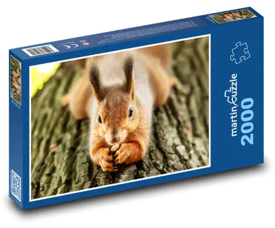 Obrázek produktu pro Puzzle 2000 Veverka na stromě - martinpuzzle