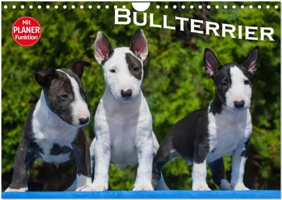 Produktbild von Bullterrier (Wandkalender 2026 DIN A4 quer), CALVENDO Monatskalender