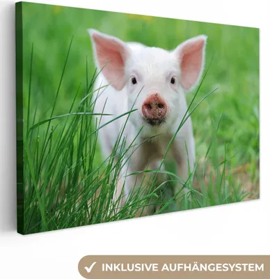 Produktbild von MuchoWow® - Leinwandbilder - Schwein - Tiere - Groß, Wandbild, Wanddeko Bilder Wohnzimmer, 30x20 cm