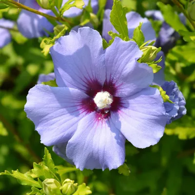 Zdjęcie produktu dla Hibiskus ogrodowy Hibiscus syriacus Oiseau Blue, zestaw 3 sztuk, mrozoodporny