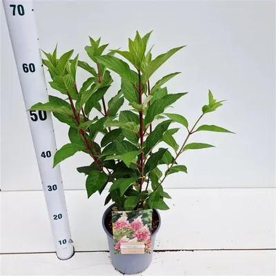 Image de Hydrangea pan. Pinky Winky (« Dvppinky » PBR) - Hortensia | 25-30 cm en pot