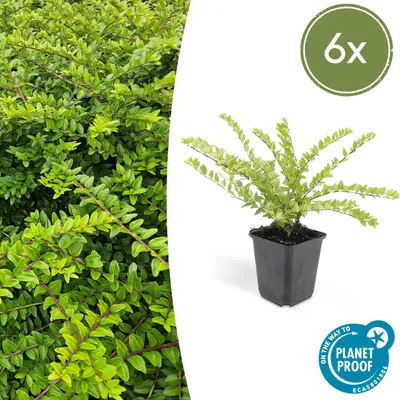 Obrázek produktu pro Trendyplants - Lonicera nitida 'Maigrün' - 6 ks - Zimolez keřovitý - Odolný - Výška 10-25 cm - Velikost květináče Ø9cm