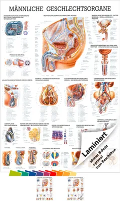 Produktbild von Männliche Geschlechtsorgane Lehrtafel Anatomie 100x70 cm medizinische Lehrmittel