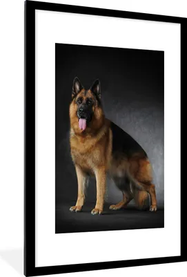 Produktbild von MuchoWow® Gerahmtes Poster Porträt eines Deutschen Schäferhundes mit schwarzem Hintergrund 60x90 cm - Poster mit Schwarzem Bilderrahmen Wandposter Rahmen Foto Bilder - Dekoration - Wandposter Wohnzimmer - Hochwertig
