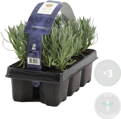 Image de Bloomique - Lot de 3 - Lavandula Angustifolia - Plante de lavande - Plantes de jardin - Résistante au gel - Hauteur 15-20 cm - Motte 7 cm