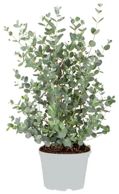 Produktbild von Eucalyptus gunnii - Mostgummi-Baum - Strauch - Immergrün - ⌀17 cm - 40-50 cm
