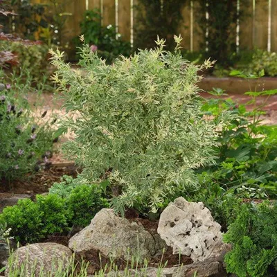Zdjęcie produktu dla Bloomique - Acer Palmatum Butterfly - Klon palmowy - Pstrolistny - Rośliny ogrodowe - Odporne na zimę - Wysokość 40-50 cm - Doniczka 15 cm