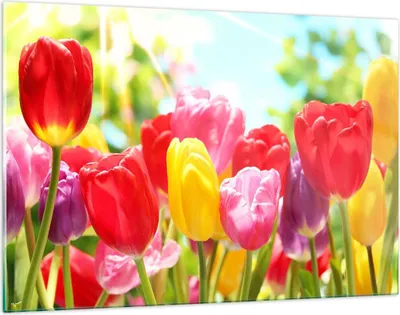 Produktbild von Bilder auf glas - Tulpe Blume Garten Plantage - 120x80cm - Glasbilder - Wandbilder - Kunstdruck - zum Aufhängen bereit - Wanddekoration aus Glas - Glas Bilder - Wandbild auf Glas - GAA120x80-2466