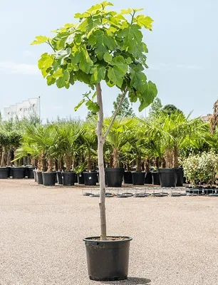 Obrázek produktu pro Fíkus hnědý krocan 160-200 cm - Ficus carica 'Brown Turkey' - silný kmen - Fíkovník