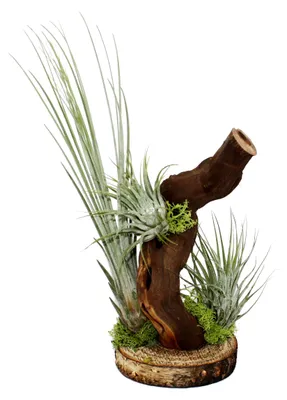 Produktbild von Tillandsien auf Wurzelbaum - 3 Pflanzen