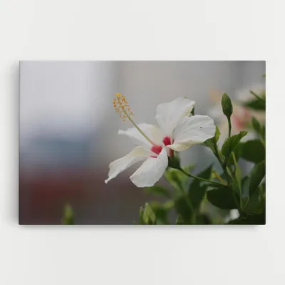 Produktbild von ARTHUB® Leinwandbild 80x120 cm, Exotic White Flower | Wohnzimmerdekoration, Hängende Bilder, Wanddekoration, Heimdekoration, Blumen, Exotische Blumen