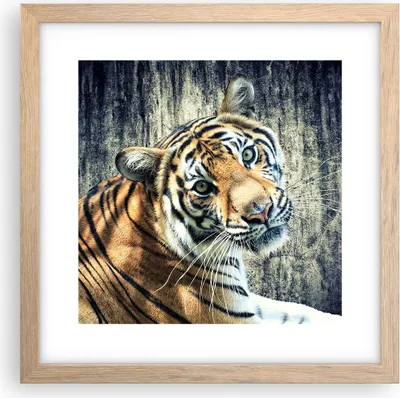 Produktbild von Gerahmtes Poster - Rahmen in heller Eiche - Indien stein tiger wild - 30x30 cm - Wand Bild - Wanddeko - Wandbilder - Wandposter - Bilderrahmen - Bilder - Kunstdruck - Wandbild - P2NAC30x30-2464