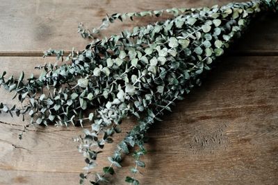 Eukalyptus 'Baby Blue', in Grün, konserviert, im Bund, Länge ca. 60cm | Eucalyptus-Zweige