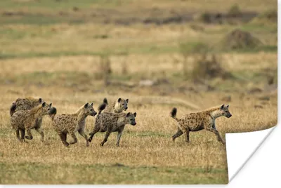 Produktbild von MuchoWow® Poster Hyänen - Jagd - Afrika 180x120 cm - Fotoplakat