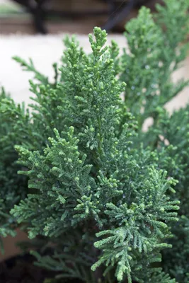 Produktbild von Chamaecyparis obtusa 'Drath', Hinoki-Scheinzypresse, 50–60 cm