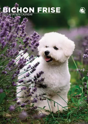 Productafbeelding van A3 Kalender 2027 met Bichon Frises