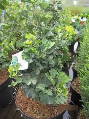 Produktbild von Ginkgo biloba Jehosaphat - Fächerblattbaum Jehosaphat - 25-30