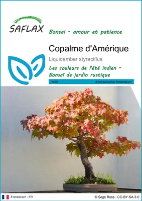 Image de SAFLAX  - Copalme d'Amérique - 100 graines - Liquidamber