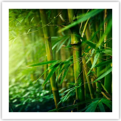 Produktbild von Poster - Poster ohne Rahmen - Bambus Pflanze - 60x60 cm - Wand Bild - Wanddeko - Wandbilder - Kunstposter - Wandposter - Bilder - Kunstdruck - Wanddekoration - Wandbild - P2XAC60x60-3558