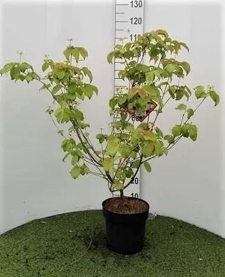 Obrázek produktu pro Cornus kousa 'Satomi' ('new red/rosabella') - Japanischer Blumenhartriegel 60- 80 cm Kontejner