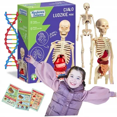 Zdjęcie produktu dla Zestaw naukowy dla dziecka model ludzkiego ciała 3D + ORGANY CLEMENTONI