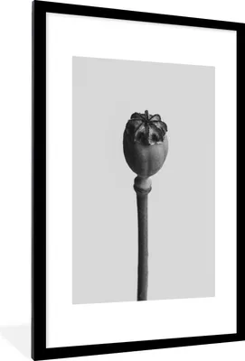 Produktbild von MuchoWow® MuchoWow® Gerahmtes Poster Pflanze in Schwarz und Weiß 60x90 cm - Poster mit zchwarzem Bilderrahmen - Dekoration - Wandposter Wohnzimmer - Hochwertig