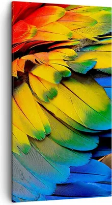 Produktbild von Bild auf Leinwand - Leinwandbild - Feder Papagei Vogel - 45x80cm - Wand Bild - Wanddeko - Wandbilder - Leinwanddruck - Bilder - Kunstdruck - Wanddekoration - Leinwand bilder - Wandkunst - PA45x80-3428