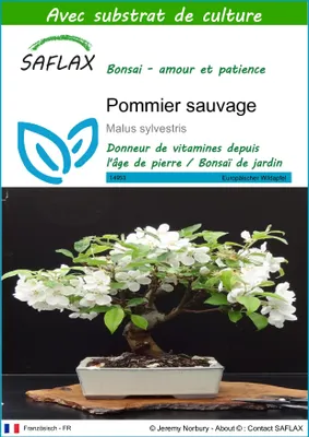Image de SAFLAX  - Pommier sauvage - 30 graines - Avec substrat - Malus