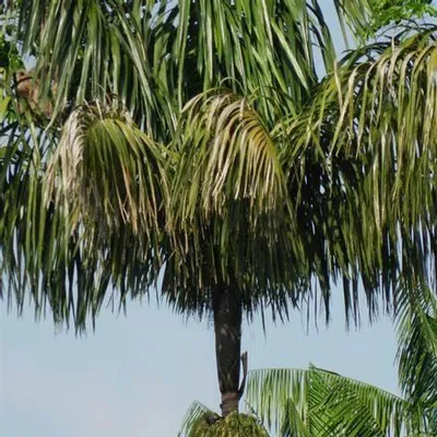 Obrázok produktu pre Patawa (Oenocarpus bataua)  – 3 kusy
