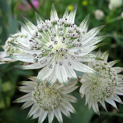 Image de 6 x Astrantia - Astrantia major « Snow Star » | Pot 9 cm x 9 cm