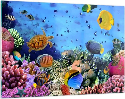 Produktbild von Bilder auf glas - Korallenriff - 120x80cm - Glasbilder - Wandbilder - Kunstdruck - zum Aufhängen bereit - Wanddekoration aus Glas - Glas Bilder - Wandbild auf Glas - Einteilig - GAA120x80-3569