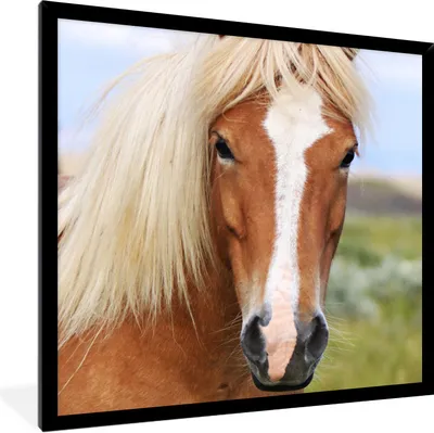 Produktbild von MuchoWow® Gerahmtes Poster Porträt eines Islandpferdes 40x40 cm - Poster mit Schwarzem Bilderrahmen Wandposter Rahmen Foto Bilder - Mit Rahmen - Wanddekoration Schlafzimmer