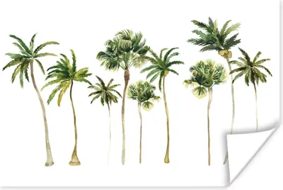 Produktbild von MuchoWow® Poster Dschungel - Palme - Grün 180x120 cm - Fotoplakat