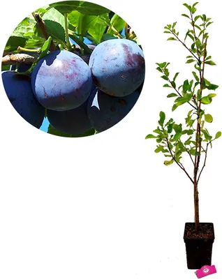 Produktbild von Set mit 3 Obstbäumen – 1 Apfel, 1 Birne, 1 Pflaume – Höhe +100 cm – 5-Liter-Topf – Mix C