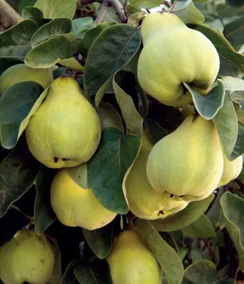 Produktbild von Pflanze Vranja, 0.3m hoch, 2L Topf, frostbeständig, birnenförmige zitronengelbe Früchte für Konserven und Tinkturen