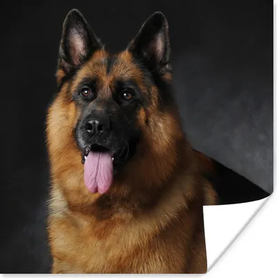 Produktbild von MuchoWow® Poster Porträt eines Deutschen Schäferhundes mit schwarzem Hintergrund 100x100 cm - Babyzimmer