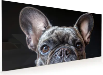 Produktbild von Küchenrückwand Spritzschutz Glas mit Motiv Bulldoggenportrait 40 x 40 cm