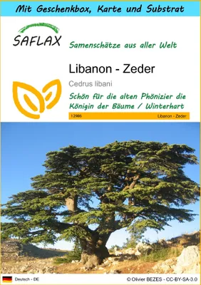 Produktbild von SAFLAX - Geschenk Set - Libanon - Zeder - 20 Samen - Mit Geschenk- / Versandbox, Versandaufkleber, Geschenkkarte und Anzuchtsubstrat - Cedrus libani