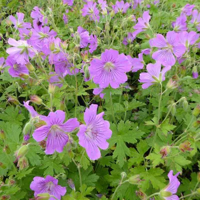 Produktbild von 6 x Geranium 'Sirak' - Geranium 'Sirak' - Kvetináč 9cm x 9cm