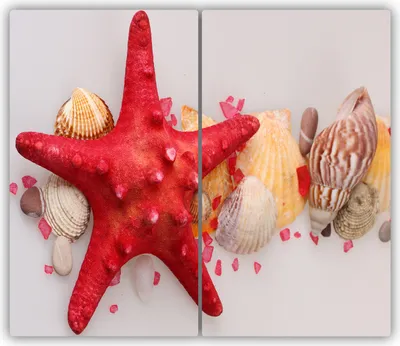 Produktbild von Tulup Glas-Herdabdeckplatte - 2x30x52cm - Glaskeramikkochfeld-Abdeckung Spritzschutz Zweiteilig Seestern Muscheln