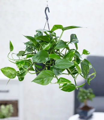 Produktbild von BALDUR Garten Hängepflanze Efeutute, 1 Pflanze, Luftreinigende Zimmerpflanze, unterstützt das Raumklima, Scindapsus, Grünpflanze, mehrjährig - frostfrei halten, Epipremnum pinnatum aureum