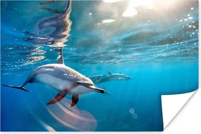 Produktbild von MuchoWow® Poster Delfin - Sonne - Wasser 180x120 cm - Fotoplakat