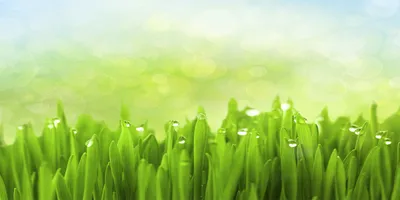 Produktbild von Tulup® Glas-Bild - 100x50 -Wandkunst - Wandbild hinter gehärtetem Sicherheitsglas  - Blumen & Pflanzen - Gras - Grün