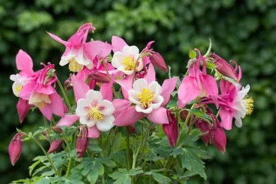 Zdjęcie produktu dla Aquilegia flab.'Spring Magic Pink-White', orlik, różowo-biały, doniczka ok. 9x9 cm